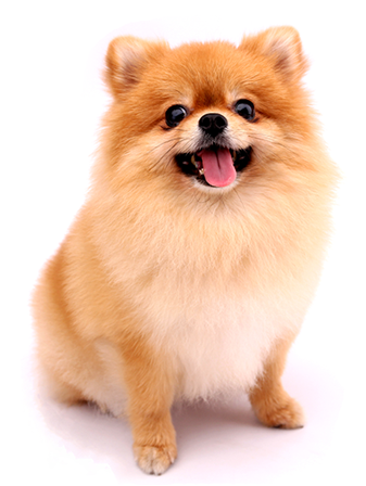 ワンちゃんにはジアミー